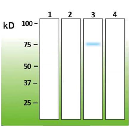 Western Blot - Anti-p38 gamma Antibody - Antibodies.com (A8282)