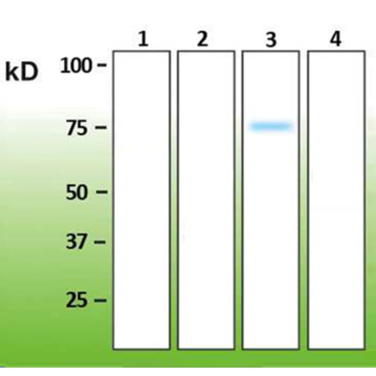 Western Blot - Anti-p38 gamma Antibody - Antibodies.com (A8282)