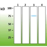 Western Blot - Anti-p38 gamma Antibody - Antibodies.com (A8282)