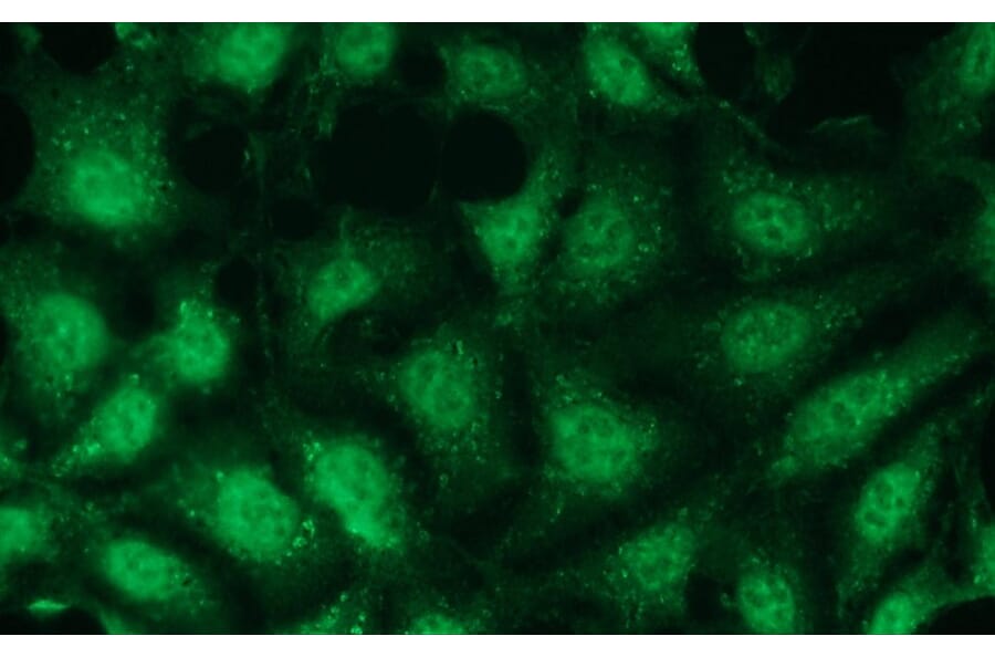 Immunocytochemistry - Anti-p38 gamma Antibody - Antibodies.com (A8282)