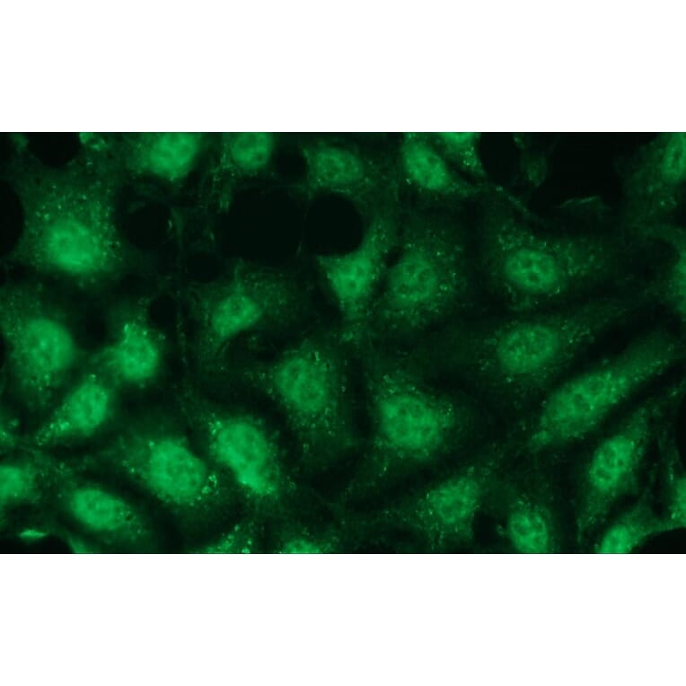 Immunocytochemistry - Anti-p38 gamma Antibody - Antibodies.com (A8282)