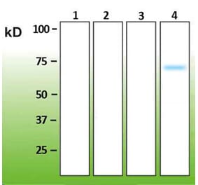 Western Blot - Anti-p38 delta Antibody - Antibodies.com (A8283)