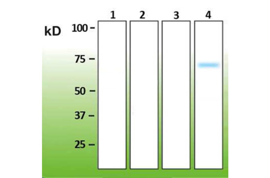 Western Blot - Anti-p38 delta Antibody - Antibodies.com (A8283)