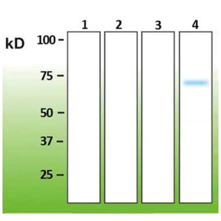 Western Blot - Anti-p38 delta Antibody - Antibodies.com (A8283)