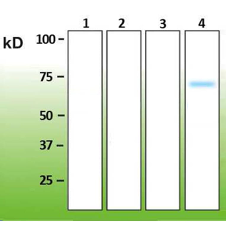 Western Blot - Anti-p38 delta Antibody - Antibodies.com (A8283)