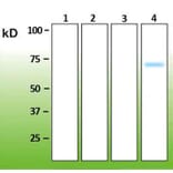 Western Blot - Anti-p38 delta Antibody - Antibodies.com (A8283)