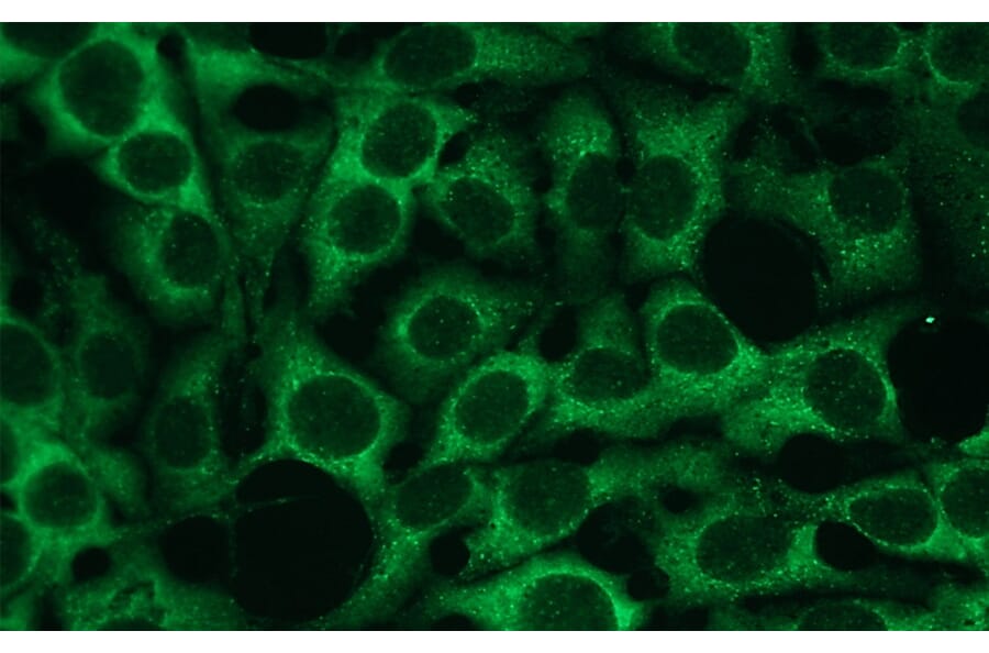 Immunocytochemistry - Anti-p38 delta Antibody - Antibodies.com (A8283)