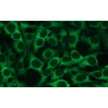 Immunocytochemistry - Anti-p38 delta Antibody - Antibodies.com (A8283)