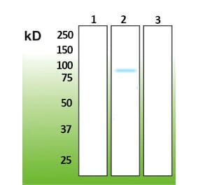 Western Blot - Anti-AKT2 Antibody - Antibodies.com (A8284)