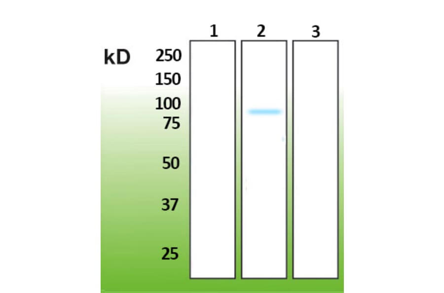Western Blot - Anti-AKT2 Antibody - Antibodies.com (A8284)