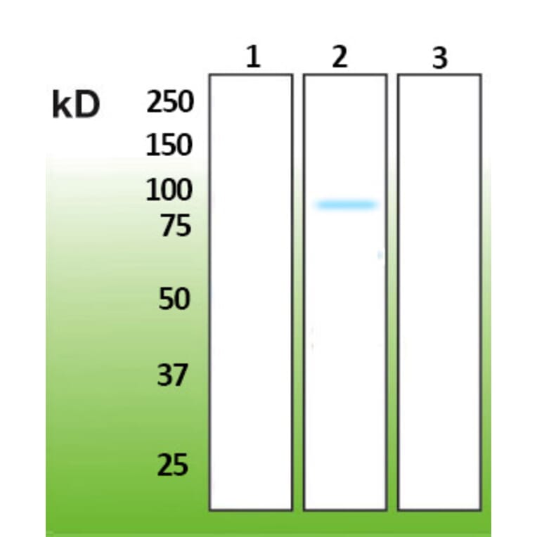 Western Blot - Anti-AKT2 Antibody - Antibodies.com (A8284)