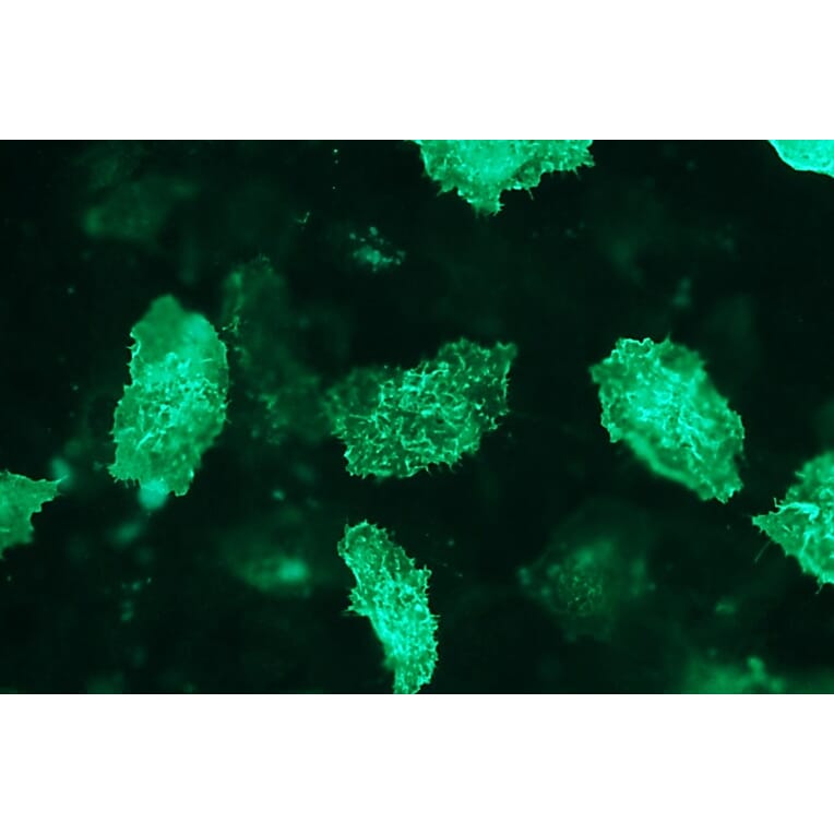 Immunocytochemistry - Anti-AKT2 Antibody - Antibodies.com (A8284)