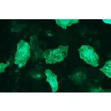 Immunocytochemistry - Anti-AKT2 Antibody - Antibodies.com (A8284)