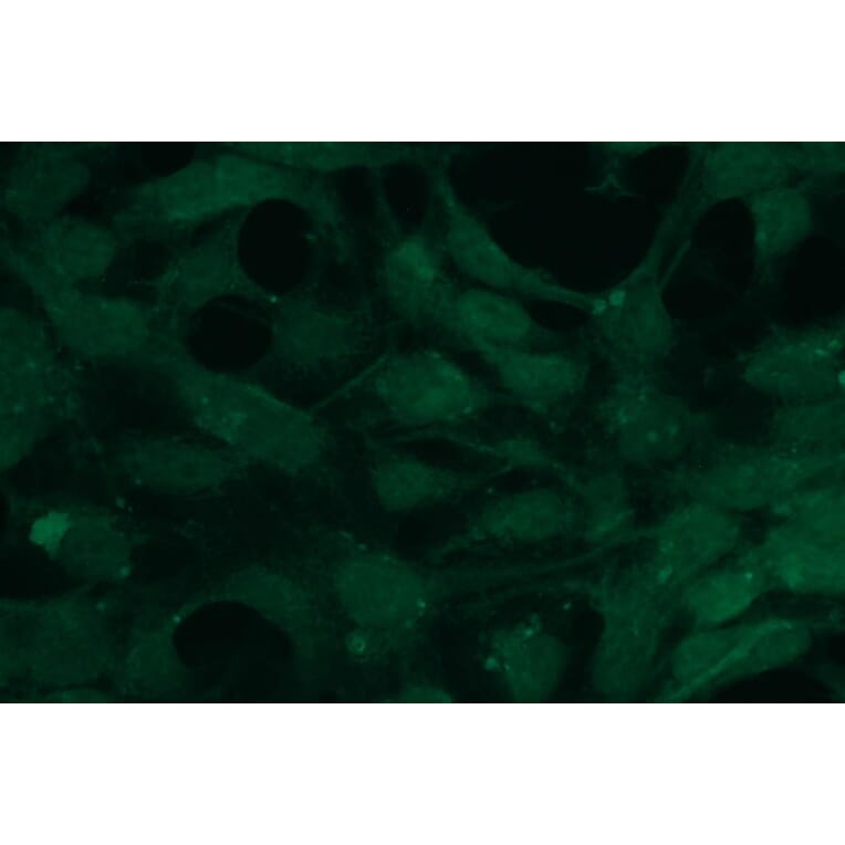 Immunocytochemistry - Anti-AKT2 Antibody - Antibodies.com (A8284)