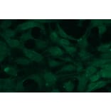 Immunocytochemistry - Anti-AKT2 Antibody - Antibodies.com (A8284)