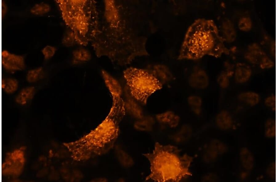 Immunocytochemistry - Anti-Akt2 (phospho Ser478) Antibody - Antibodies.com (A8285)