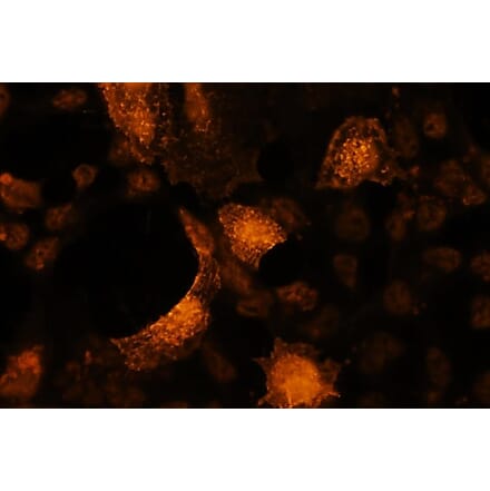 Immunocytochemistry - Anti-Akt2 (phospho Ser478) Antibody - Antibodies.com (A8285)