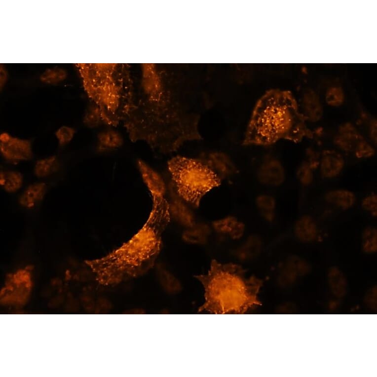 Immunocytochemistry - Anti-Akt2 (phospho Ser478) Antibody - Antibodies.com (A8285)