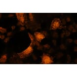 Immunocytochemistry - Anti-Akt2 (phospho Ser478) Antibody - Antibodies.com (A8285)