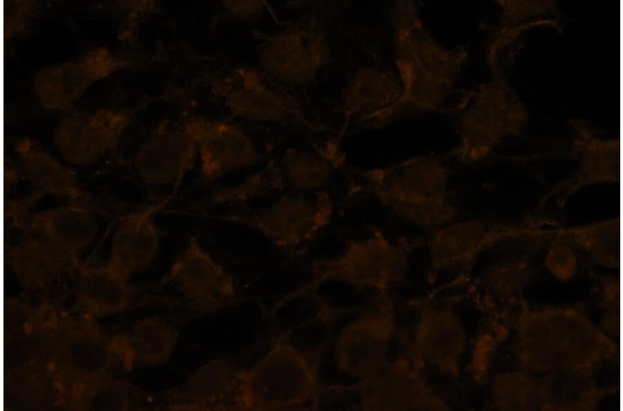 Immunocytochemistry - Anti-Akt2 (phospho Ser478) Antibody - Antibodies.com (A8285)