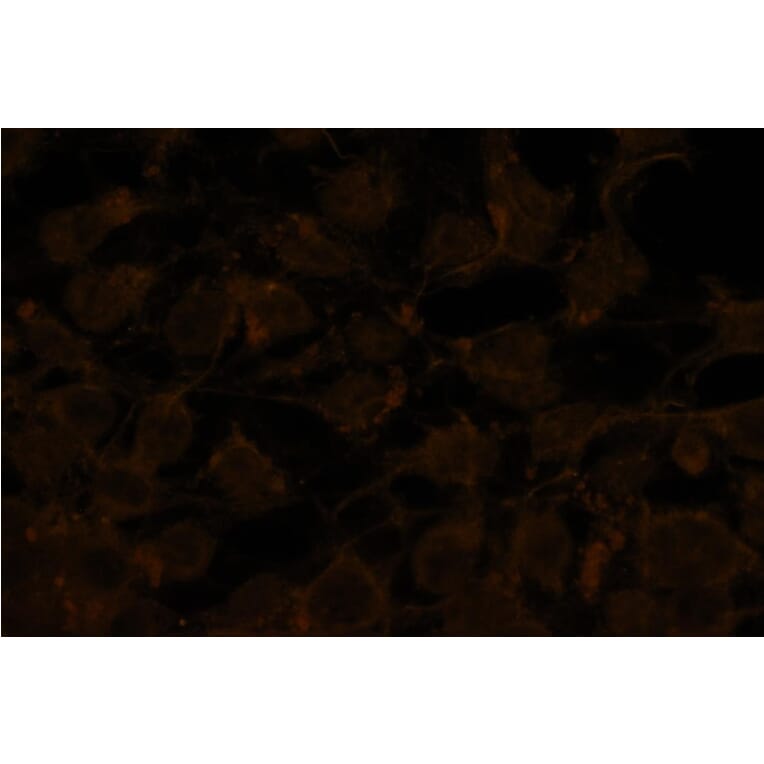 Immunocytochemistry - Anti-Akt2 (phospho Ser478) Antibody - Antibodies.com (A8285)