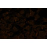 Immunocytochemistry - Anti-Akt2 (phospho Ser478) Antibody - Antibodies.com (A8285)