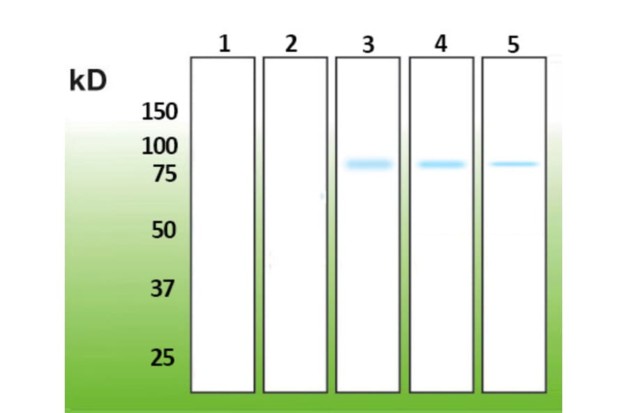 Western Blot - Anti-AKT3 Antibody - Antibodies.com (A8286)