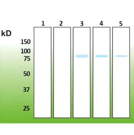 Western Blot - Anti-AKT3 Antibody - Antibodies.com (A8286)