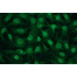 Immunocytochemistry - Anti-AKT3 Antibody - Antibodies.com (A8286)