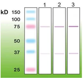 Western Blot - Anti-c-FOS Antibody - Antibodies.com (A8287)