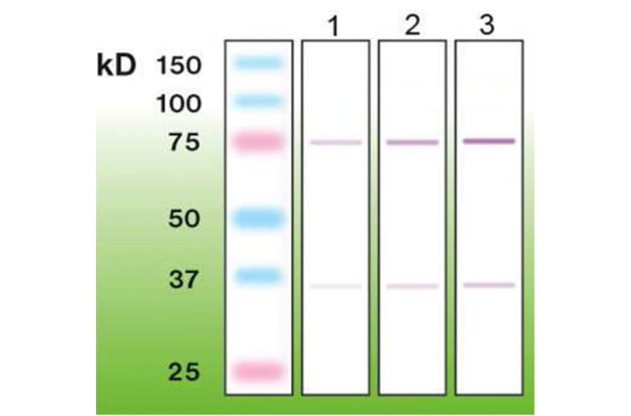 Western Blot - Anti-c-FOS Antibody - Antibodies.com (A8287)
