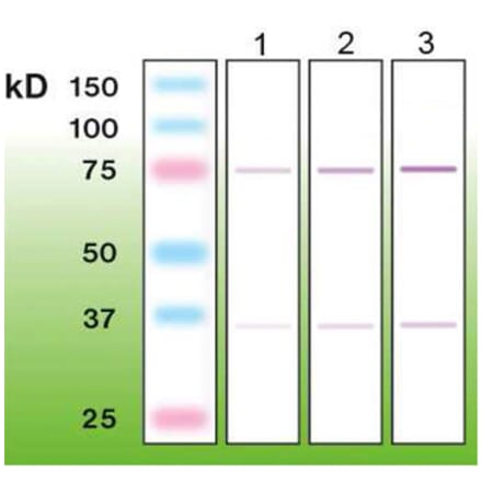 Western Blot - Anti-c-FOS Antibody - Antibodies.com (A8287)