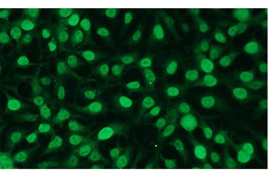 Immunocytochemistry - Anti-c-FOS Antibody - Antibodies.com (A8287)