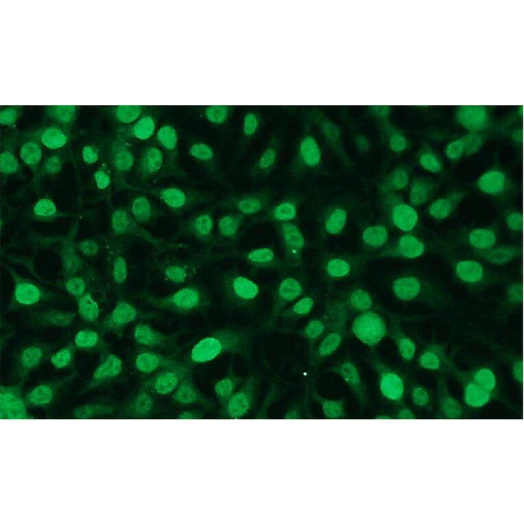 Immunocytochemistry - Anti-c-FOS Antibody - Antibodies.com (A8287)