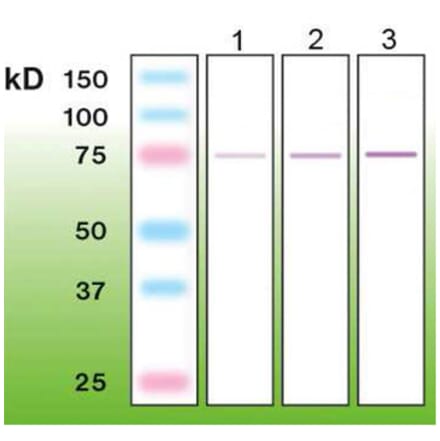 Western Blot - Anti-c-FOS Antibody - Antibodies.com (A8288)