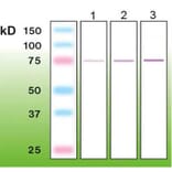 Western Blot - Anti-c-FOS Antibody - Antibodies.com (A8288)