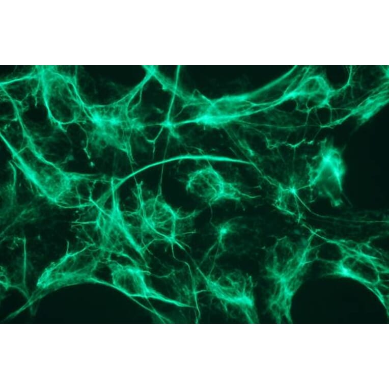 Immunocytochemistry - Anti-Cytokeratin 18 Antibody - Antibodies.com (A8290)
