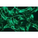 Immunocytochemistry - Anti-Cytokeratin 18 Antibody - Antibodies.com (A8290)