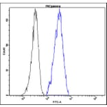 Flow Cytometry - Anti-PKC gamma Antibody - Antibodies.com (A8297)