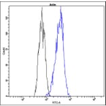 Flow Cytometry - Anti-beta Actin Antibody - Antibodies.com (A8305)