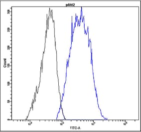 Flow Cytometry - Anti-Akt2 (phospho Ser478) Antibody - Antibodies.com (A8313)