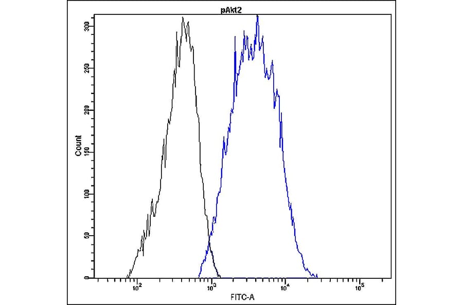 Flow Cytometry - Anti-Akt2 (phospho Ser478) Antibody - Antibodies.com (A8313)