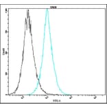 Flow Cytometry - Anti-CREB Antibody - Antibodies.com (A8314)