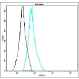 Flow Cytometry - Anti-p38 alpha Antibody - Antibodies.com (A8315)