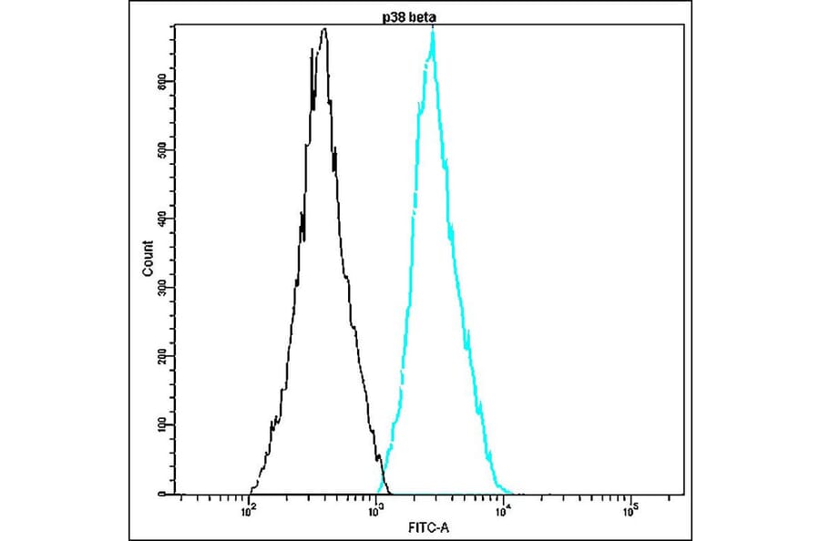 Flow Cytometry - Anti-p38 beta Antibody - Antibodies.com (A8316)