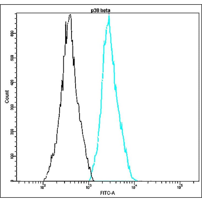 Flow Cytometry - Anti-p38 beta Antibody - Antibodies.com (A8316)