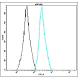 Flow Cytometry - Anti-p38 beta Antibody - Antibodies.com (A8316)
