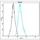 Flow Cytometry - Anti-p38 delta Antibody - Antibodies.com (A8318)