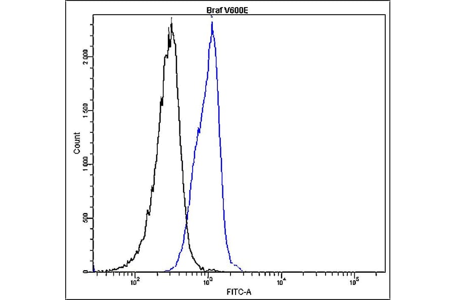 Flow Cytometry - Anti-B-raf Antibody - Antibodies.com (A8321)