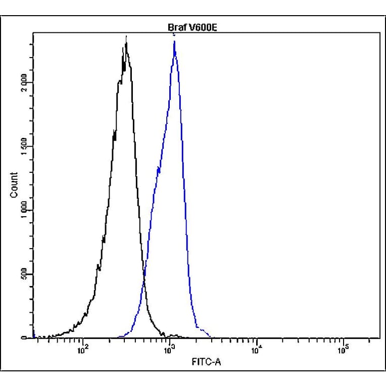 Flow Cytometry - Anti-B-raf Antibody - Antibodies.com (A8321)